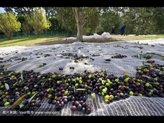 De olijf netto functie