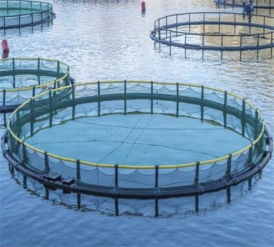Vooruitgangseffecten van de machine voor het maken van knopenloze visnetten voor snelle en nauwkeurige productie