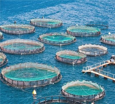 Hoogst gewaardeerde machine voor het maken van netten zonder knoop
