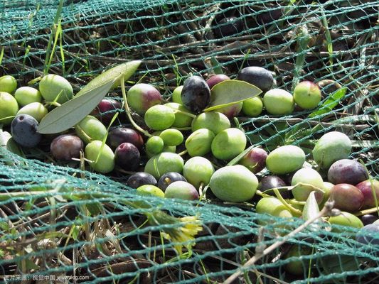 Raschel breimachine SRCP voor landbouwnetten